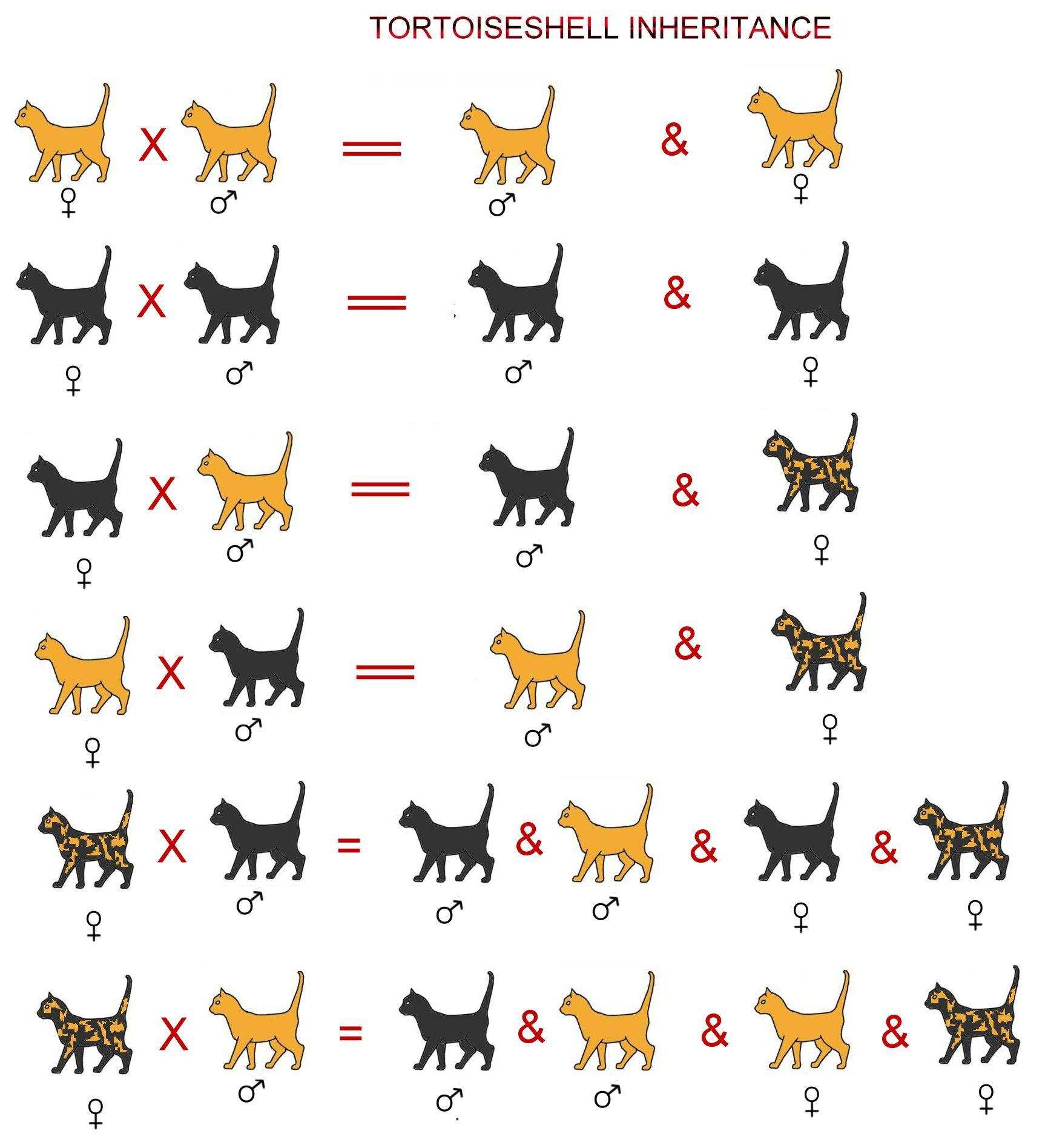 chart about Tortoiseshell cats color inheritance